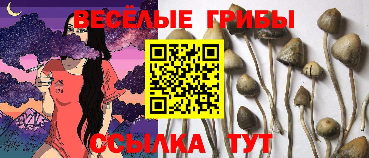 Галлюциногенные грибы прущие грибы  Галлюциногенные грибы мухоморы  Кандалакша  Вход с VPN 